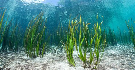 The Wall-building Abilities of Magic Seaweed: Nature's Engineering Marvel